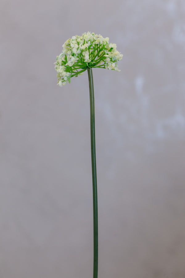 Coco's Plantation 16" Single SM Queen Ann Lace Cream - Casa Febus - Home • Design