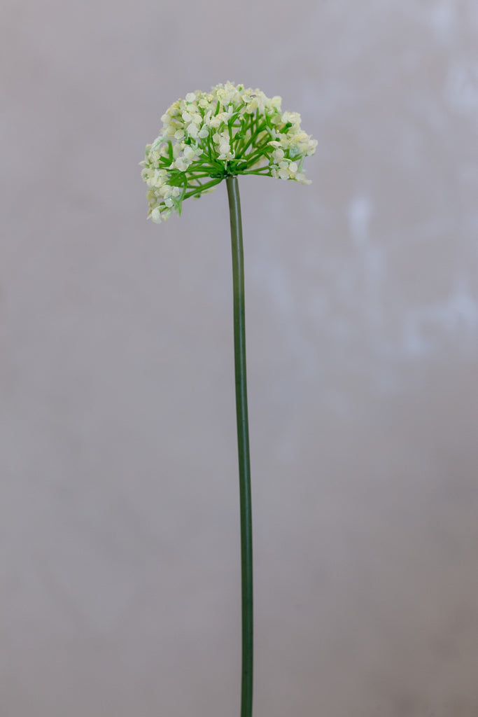 Coco's Plantation 16" Single SM Queen Ann Lace Cream - Casa Febus - Home • Design