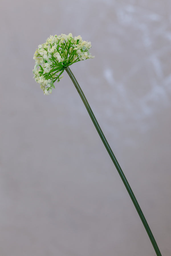 Coco's Plantation 16" Single SM Queen Ann Lace Cream - Casa Febus - Home • Design