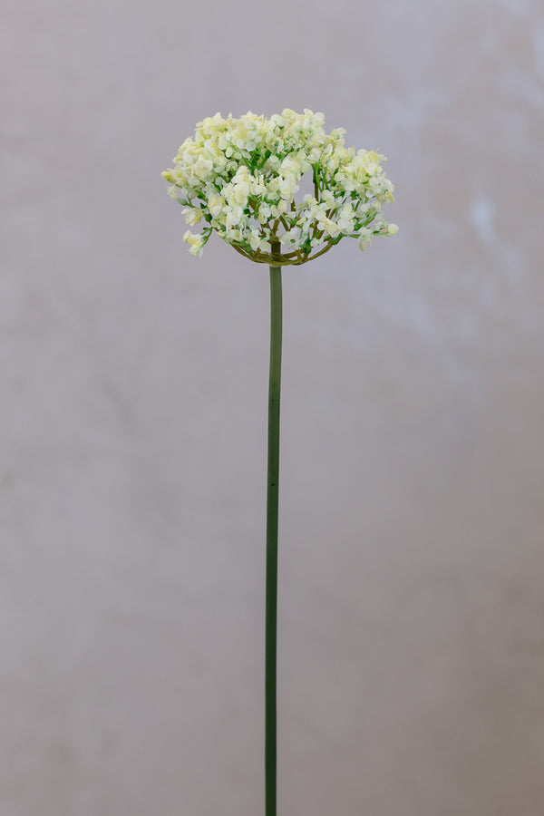 Coco's Plantation 18" Single SM Queen Ann Lace Cream - Casa Febus - Home • Design