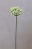 Coco's Plantation 18" Single SM Queen Ann Lace Cream - Casa Febus - Home • Design