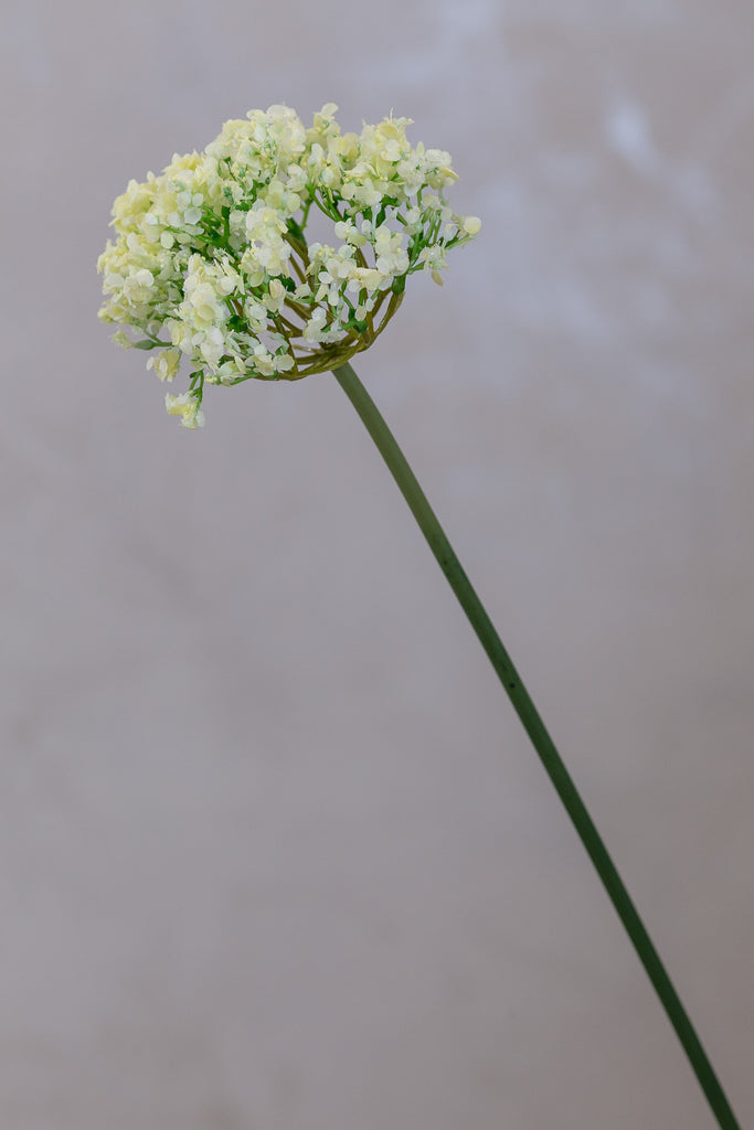 Coco's Plantation 18" Single SM Queen Ann Lace Cream - Casa Febus - Home • Design