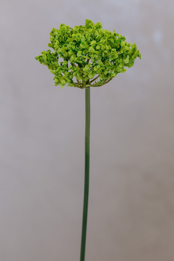 Coco's Plantation 18" Single SM Queen Ann Lace Green - Casa Febus - Home • Design