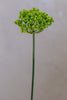 Coco's Plantation 18" Single SM Queen Ann Lace Green - Casa Febus - Home • Design