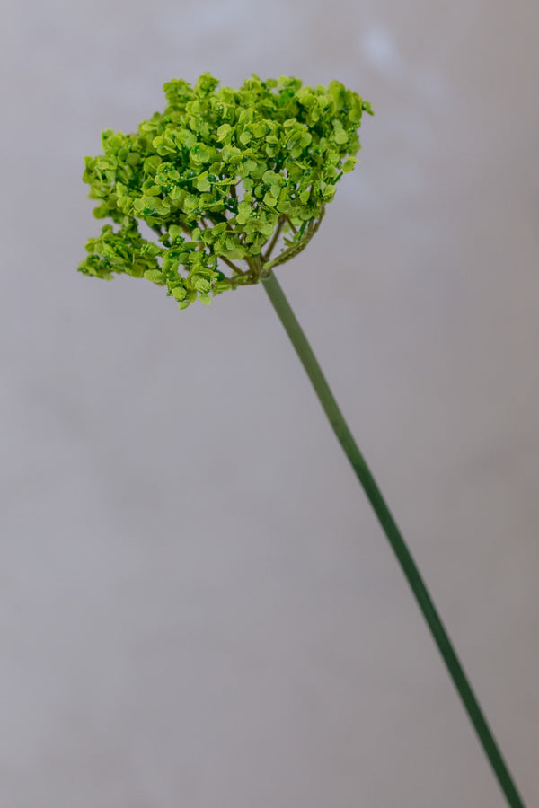 Coco's Plantation 18" Single SM Queen Ann Lace Green - Casa Febus - Home • Design