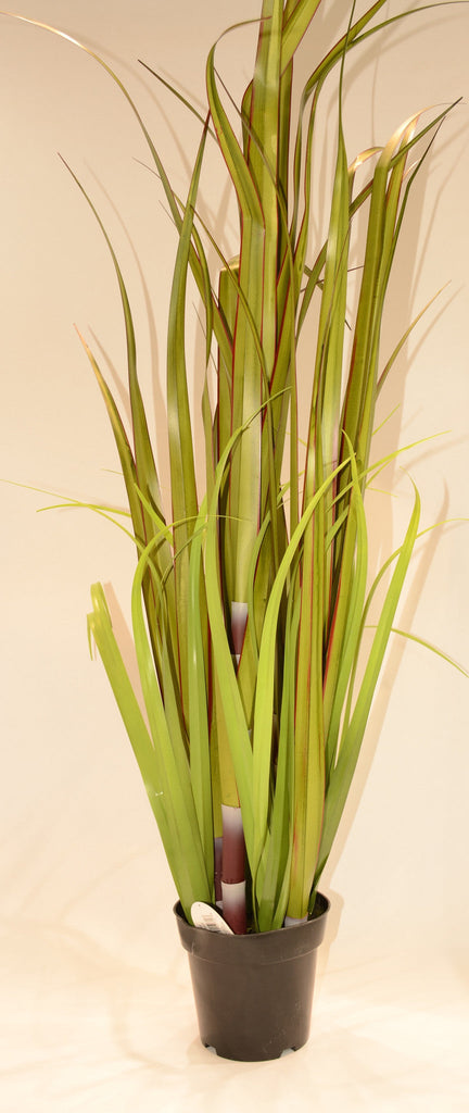 56" Sugar Cane in Pot - Casa Febus - Home • Design