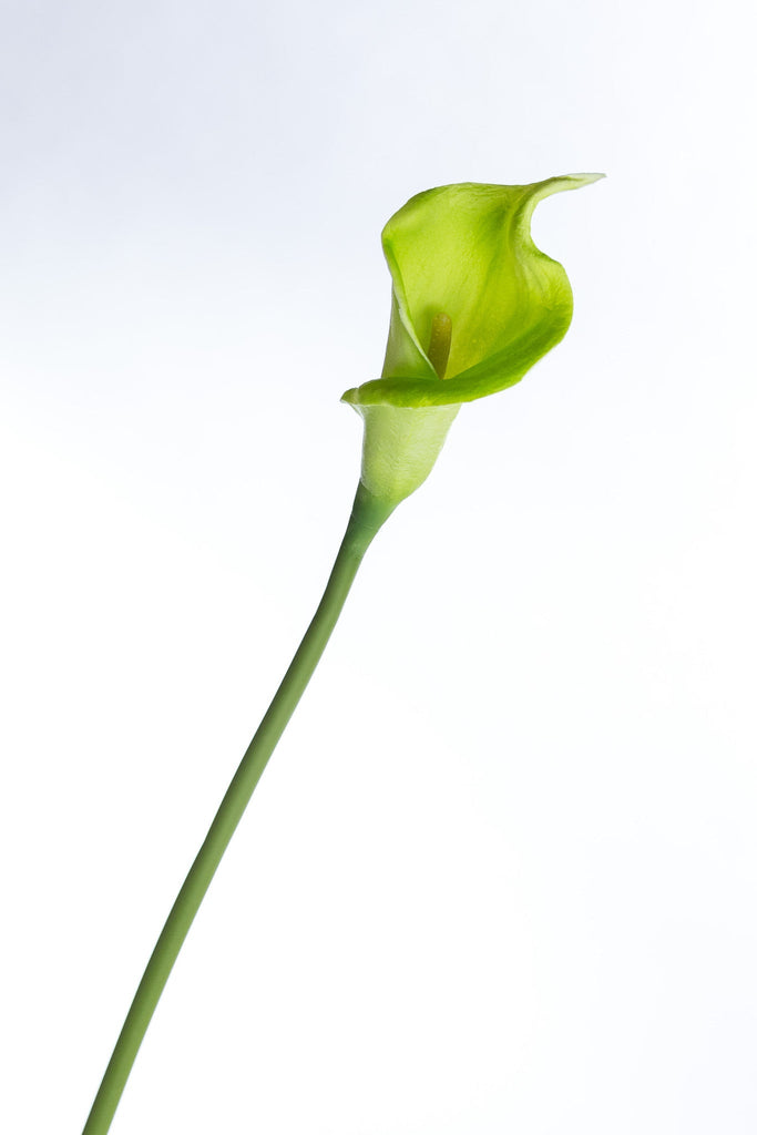 Coco's Plantation 21" Calla Lily Stem - Green - Casa Febus - Home • Design