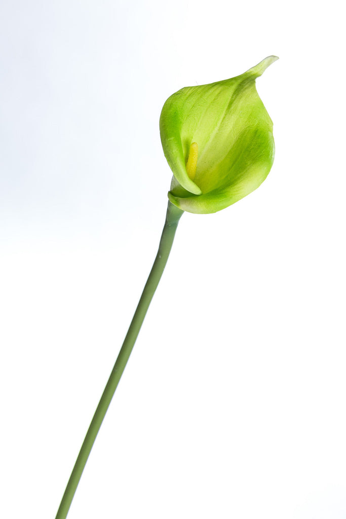 Coco's Plantation 24" Calla Lily Stem - Green - Casa Febus - Home • Design