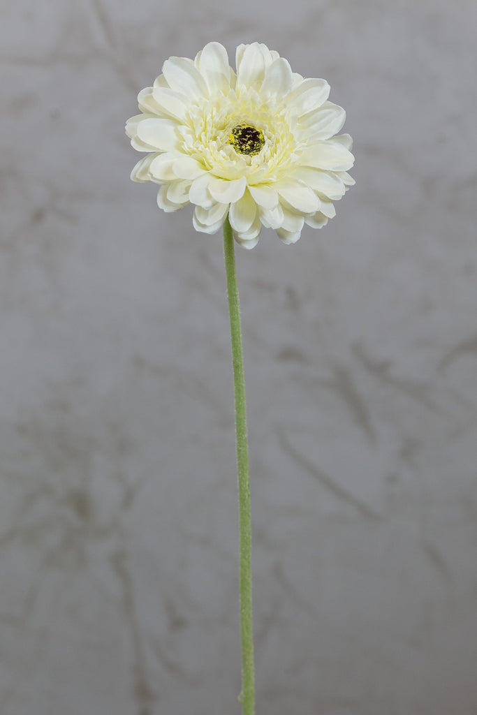 22" Gerbera Daisy Stem - Cream - Casa Febus - Home • Design