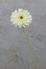 22" Gerbera Daisy Stem - Cream - Casa Febus - Home • Design