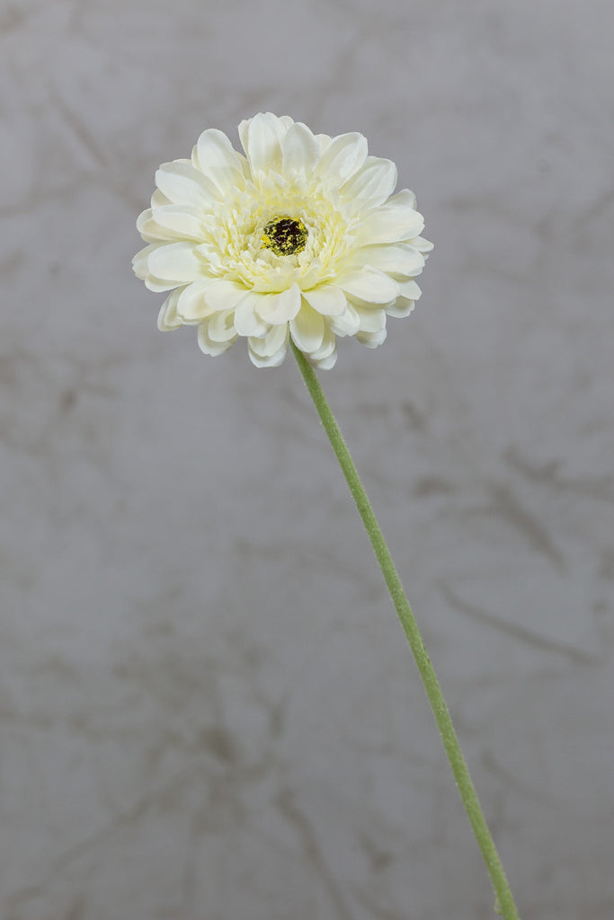 22" Gerbera Daisy Stem - Cream - Casa Febus - Home • Design