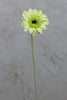 22" Gerbera Daisy Stem - Green - Casa Febus - Home • Design