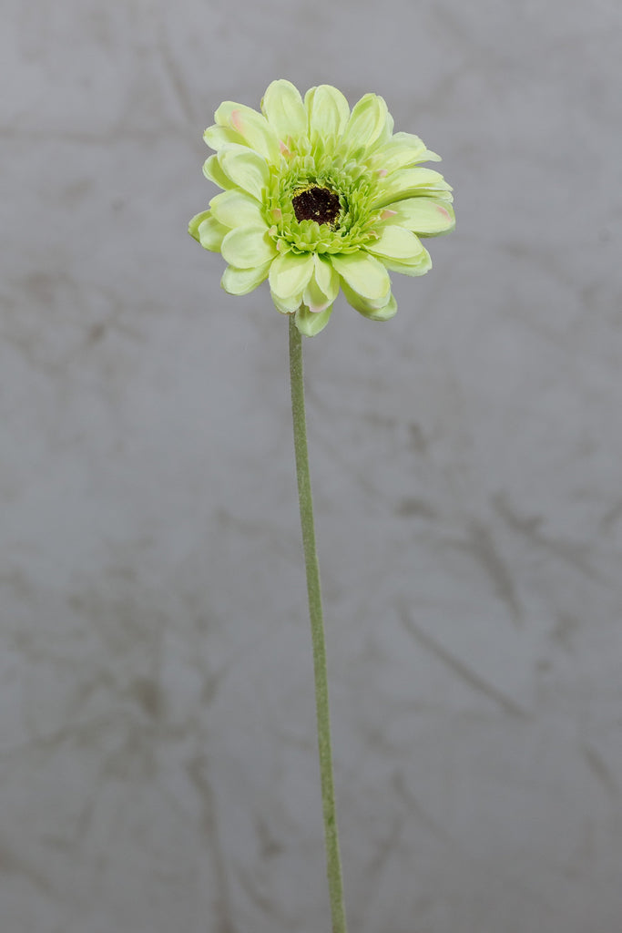 22" Gerbera Daisy Stem - Green - Casa Febus - Home • Design