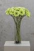 22" Gerbera Daisy Stem - Green - Casa Febus - Home • Design