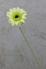 22" Gerbera Daisy Stem - Green - Casa Febus - Home • Design