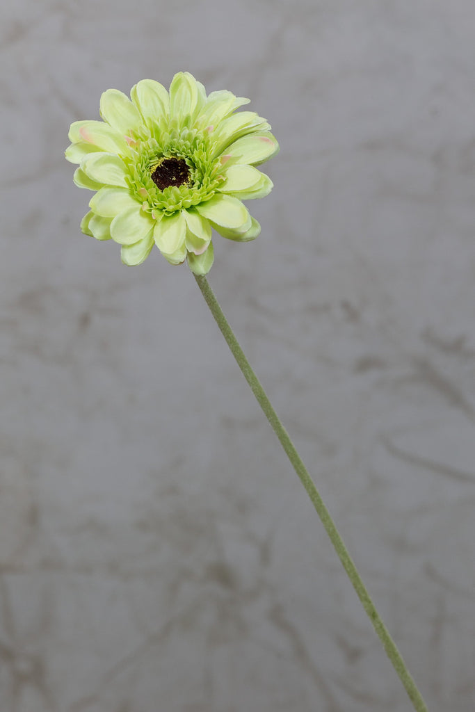 22" Gerbera Daisy Stem - Green - Casa Febus - Home • Design