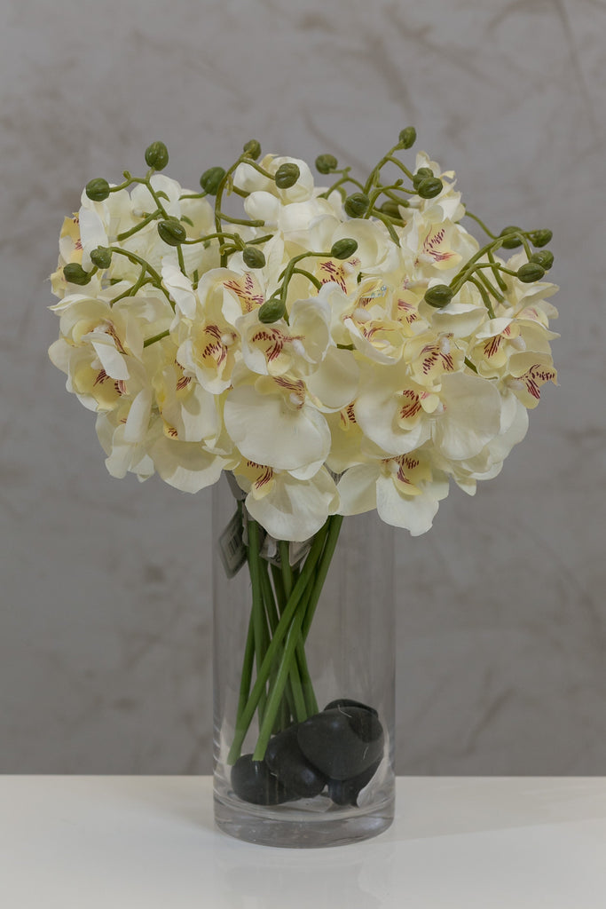 22" Catleya Orchid Stem - Cream - Casa Febus - Home • Design