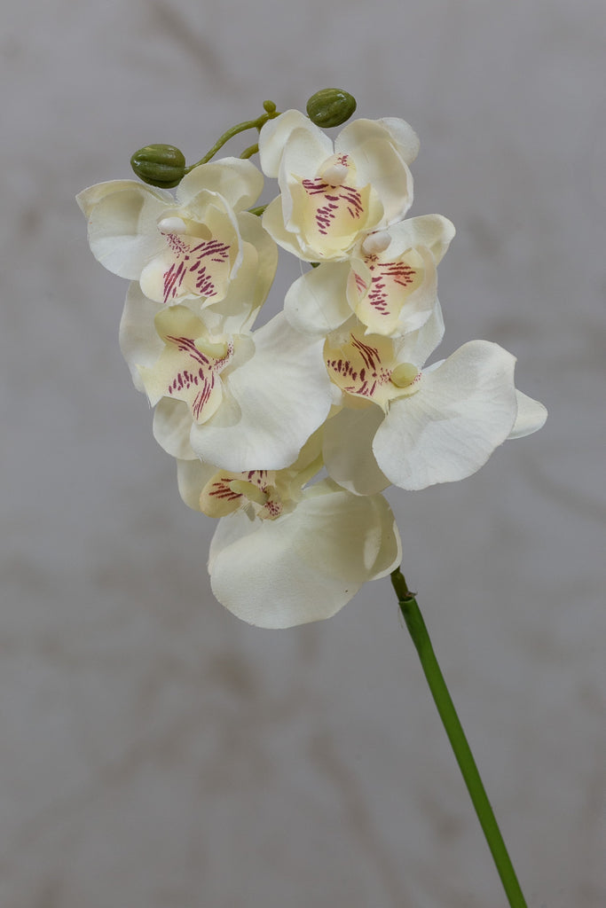 22" Catleya Orchid Stem - Cream - Casa Febus - Home • Design
