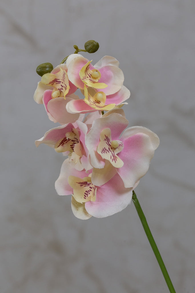 22" Catleya Orchid Stem - Pink - Casa Febus - Home • Design