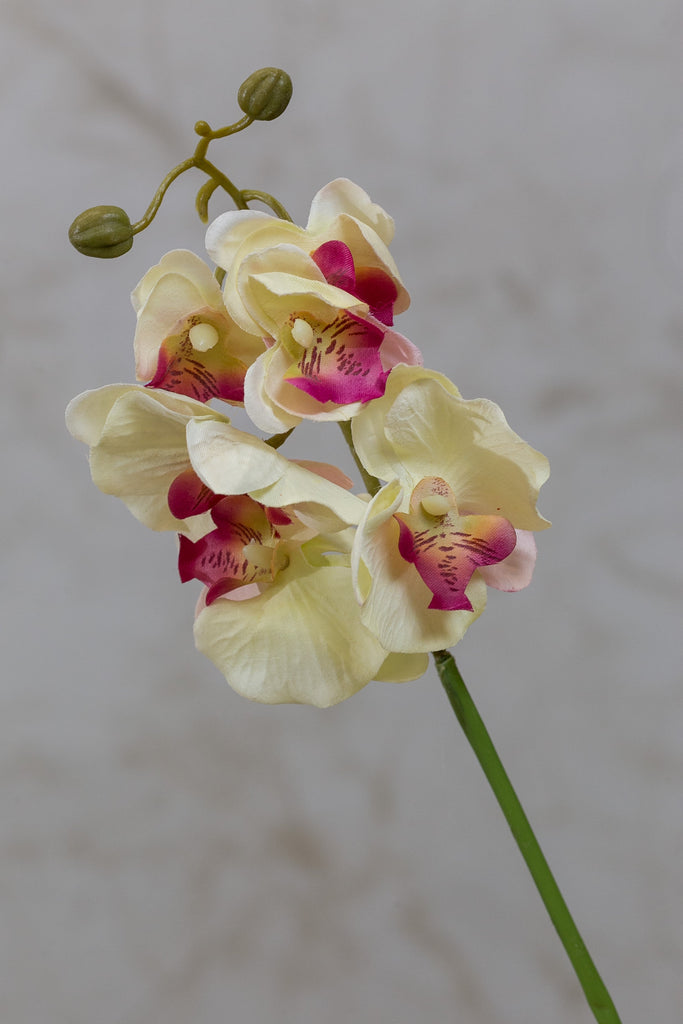 22" Catleya Orchid Stem - Cream/Pink - Casa Febus - Home • Design