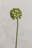 Coco's Plantation 30" Flower Stem Green - Casa Febus - Home • Design