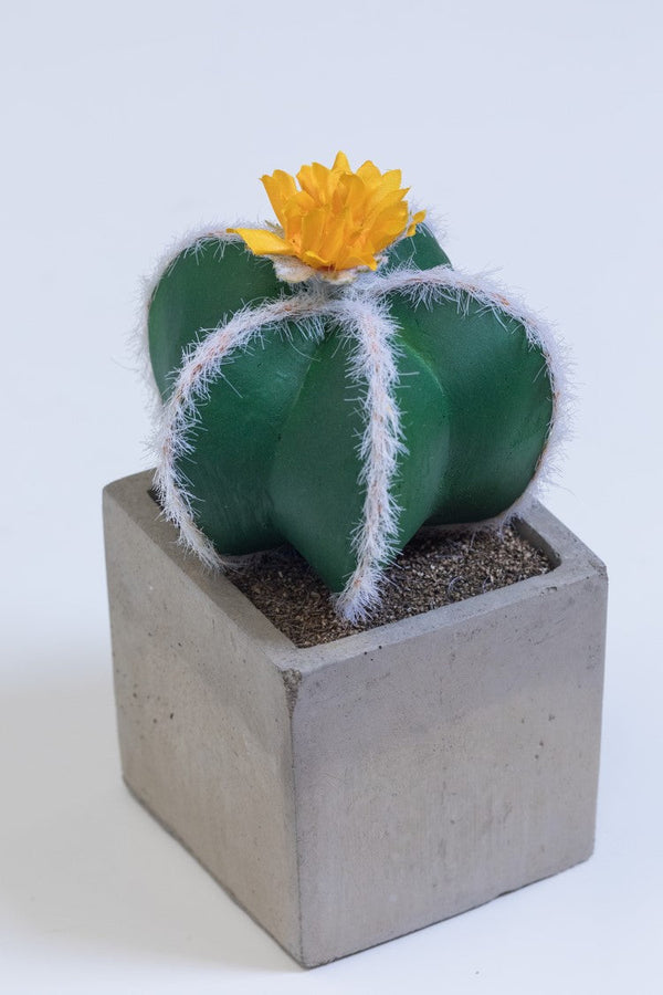 9" Single Yellow Flower Cactus on Pot - Cacti Collection - Casa Febus - Home • Design